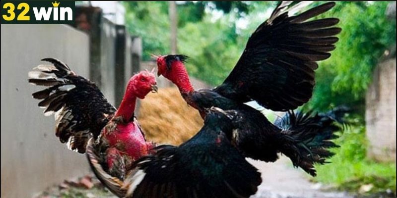 Cách Chọn Gà Đá Gà Đòn Chuẩn