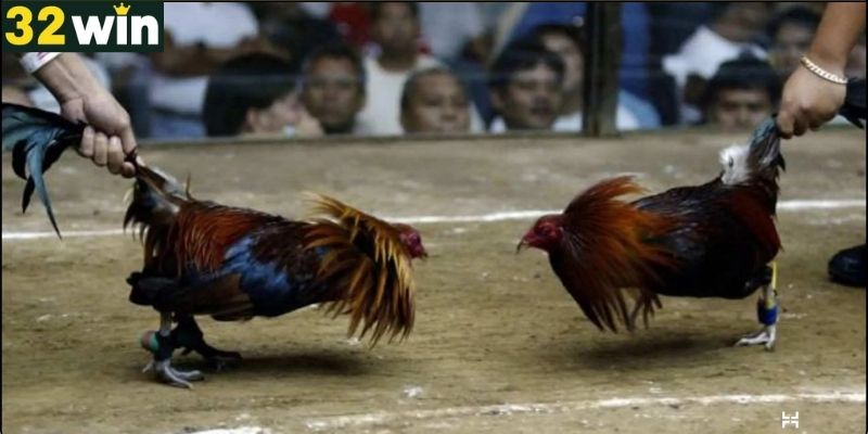 Kỹ thuật nuôi và chăm sóc gà tre để đá