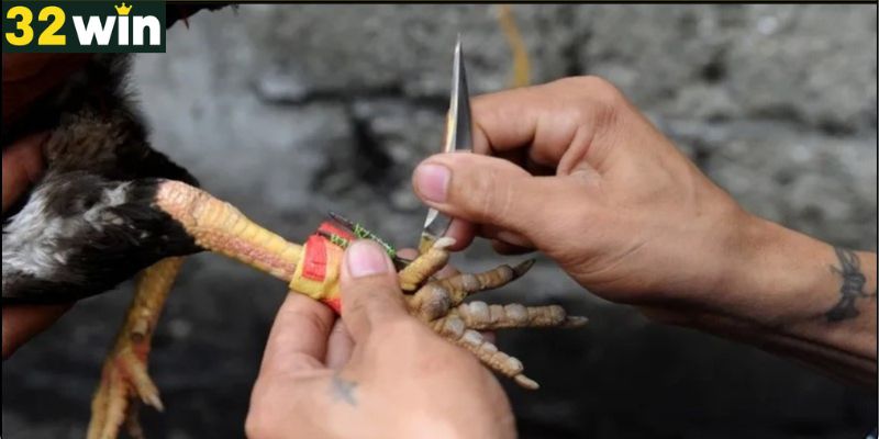 Lý Do Đá Gà Cựa Dao Được Ưa Chuộng